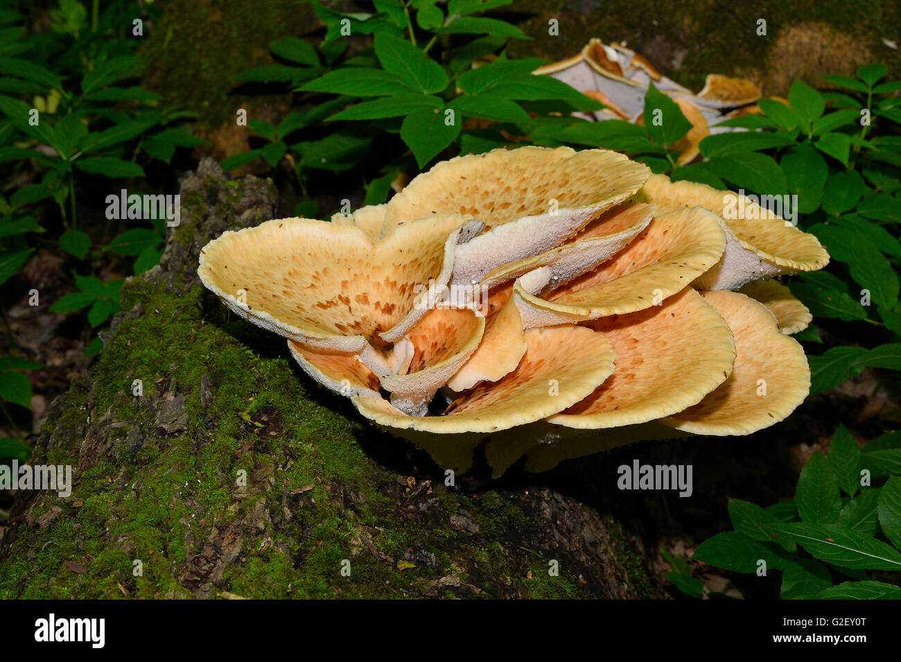 Mushroom Polyporus squamosus, growing on a tree (Polyporus Squamosus) Stock Photo