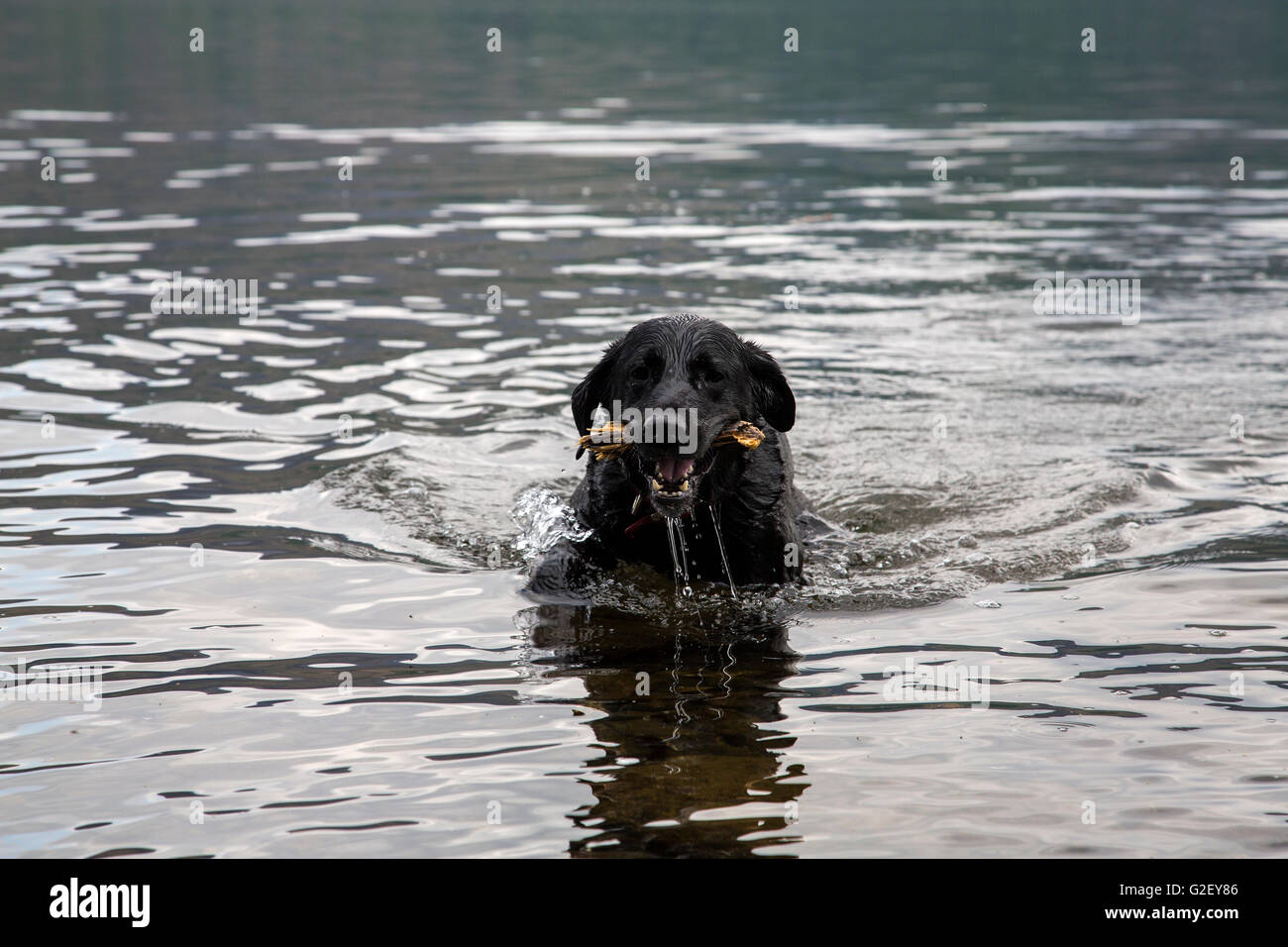 Black lab in water hires stock photography and images Alamy