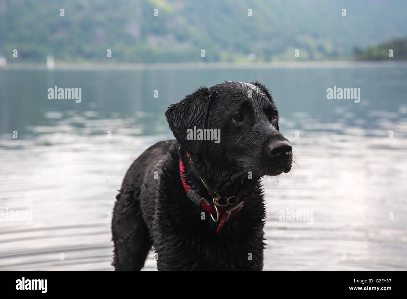 A wet Black Labrador dog after swimming in one of the lakes in The Lake District, England Stock Photo