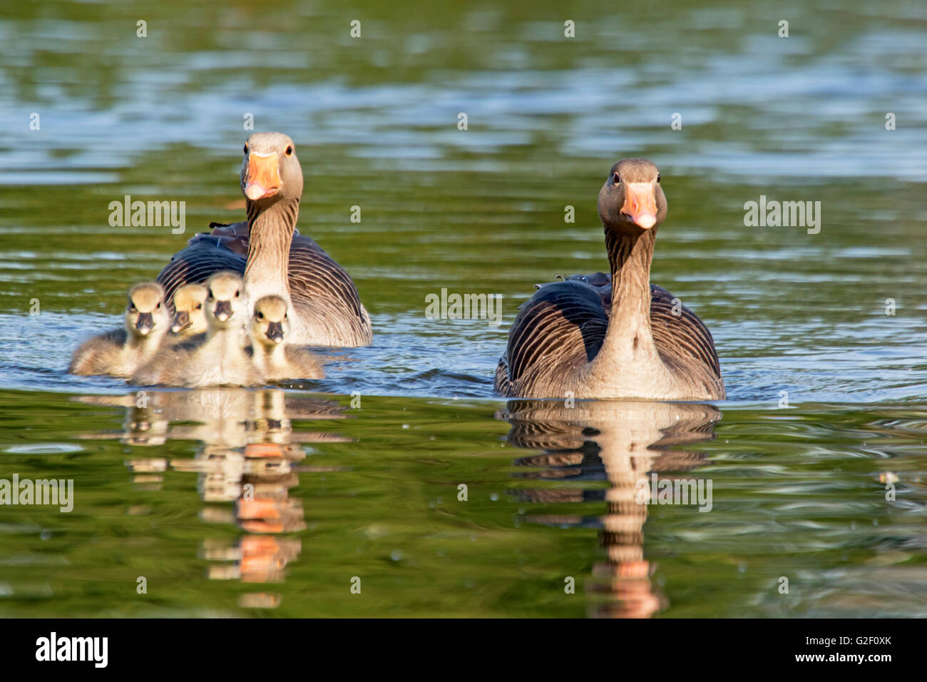 A family of Graylag geese (Anser anser), England, UK Stock Photo