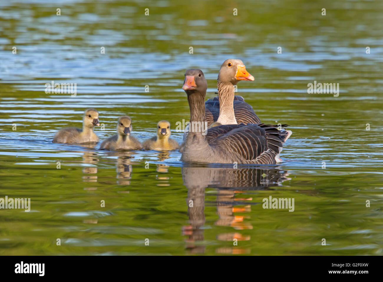 A family of Graylag geese (Anser anser), England, UK Stock Photo
