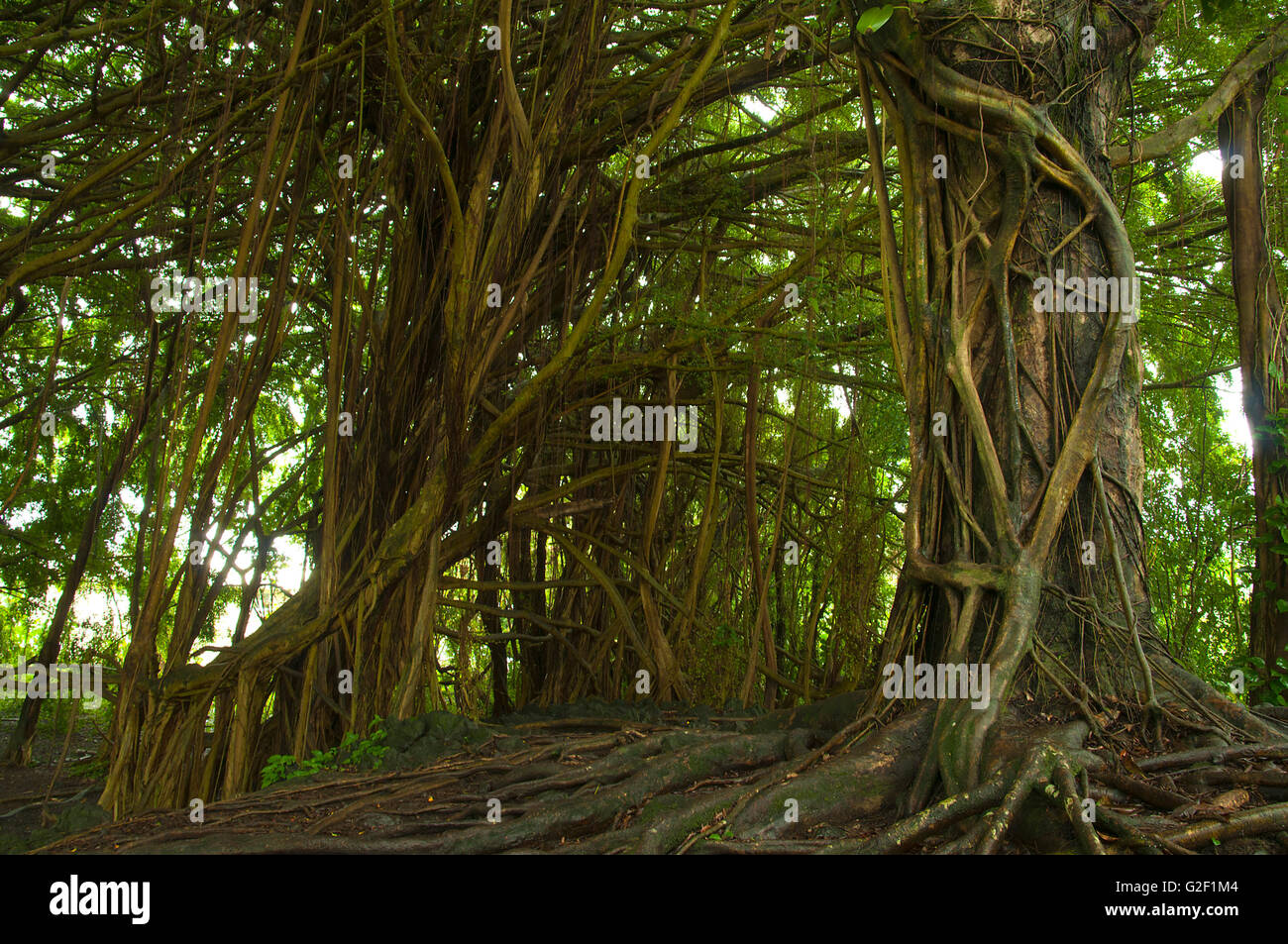 Banyan tree forest at Big Island, Hawaii. Giant exotic trees forest located near Hilo, Hawaii Stock Photo