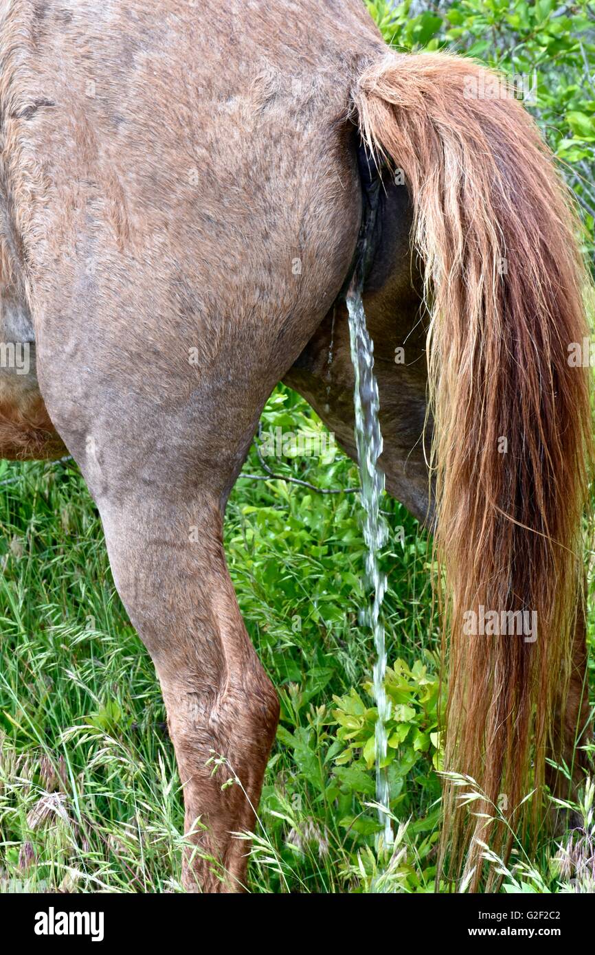 A wild horse on Assateague island urinating Stock Photo Alamy