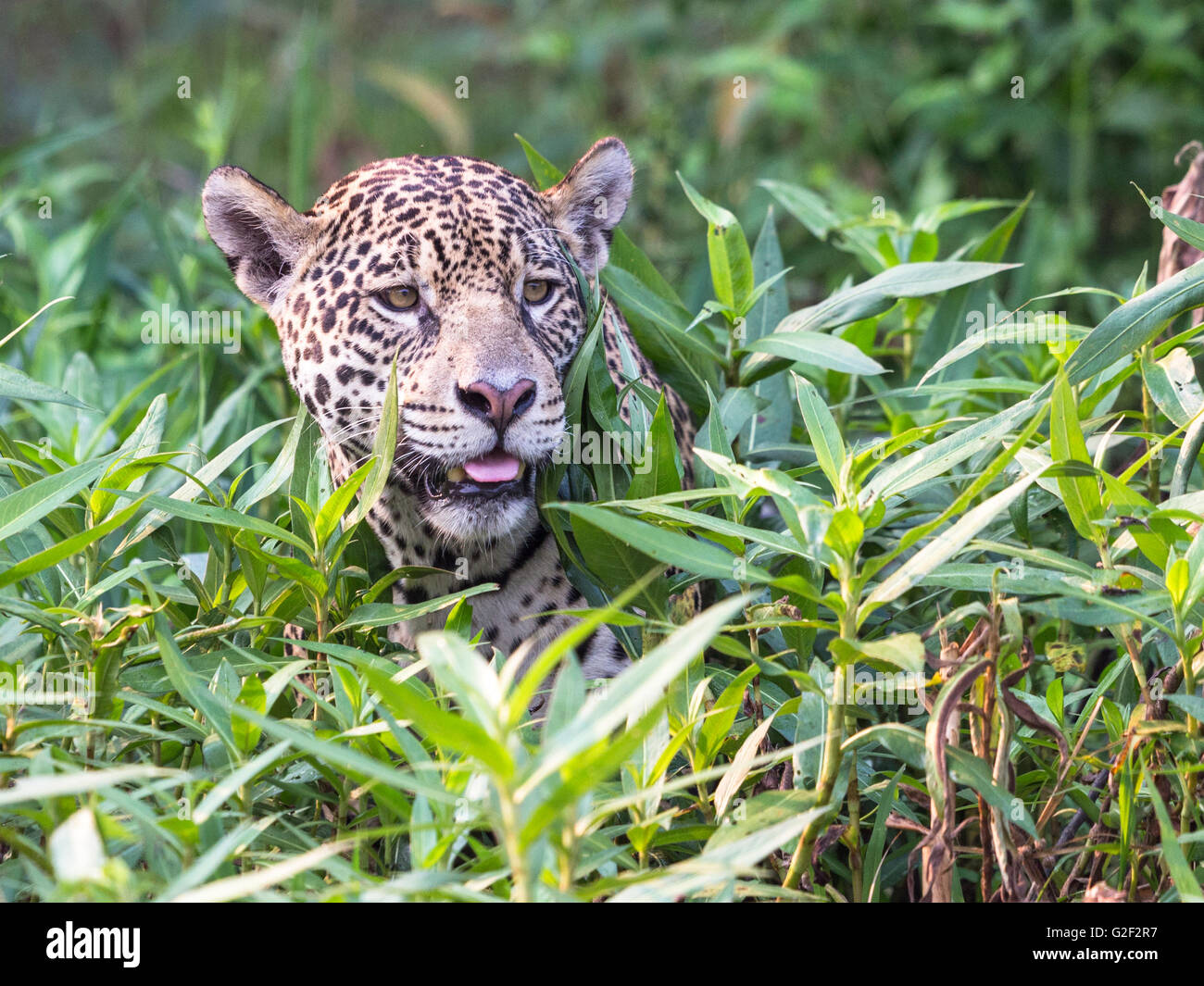 Jaguar looking for prey Stock Photo