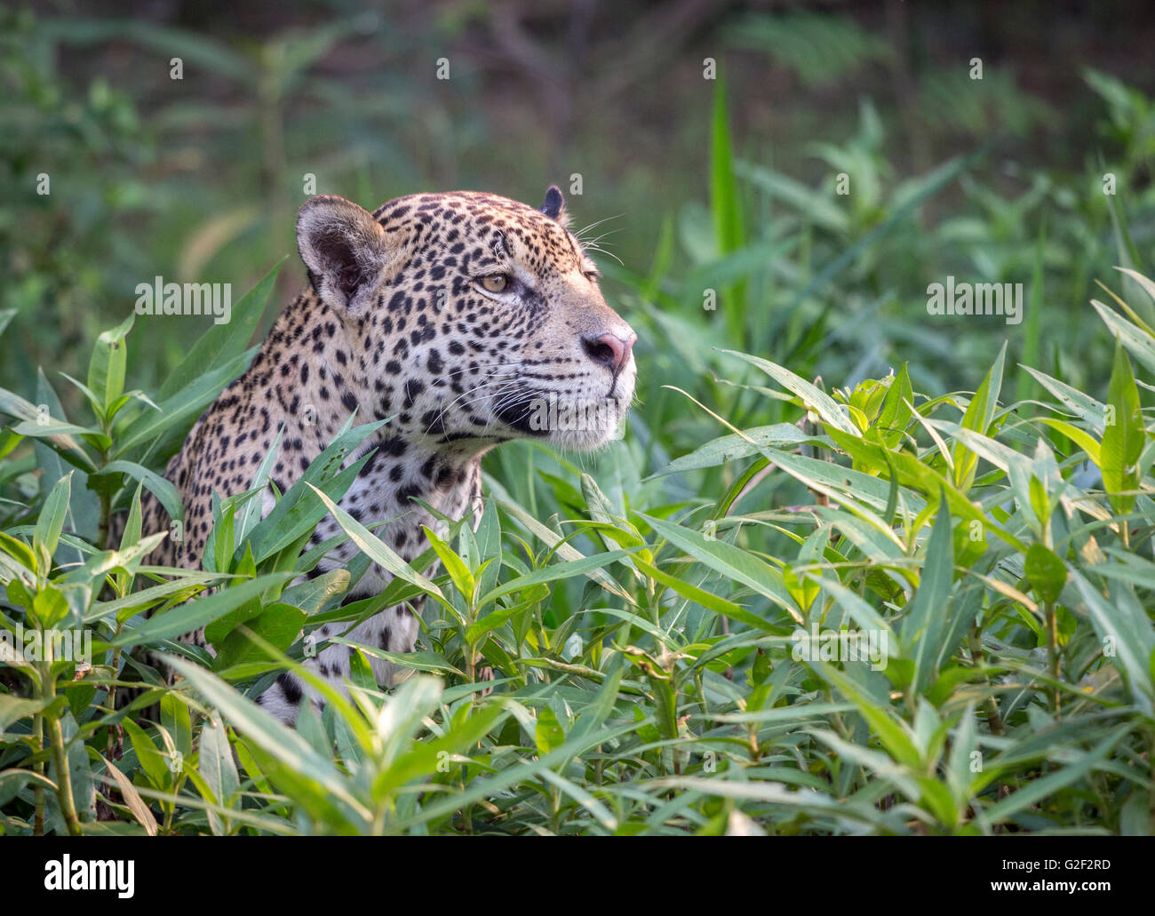 Jaguar contemplating Prey Stock Photo