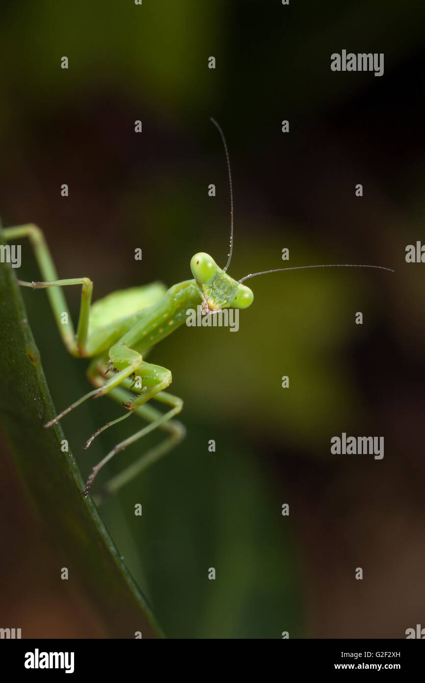 Young mantis hires stock photography and images Alamy