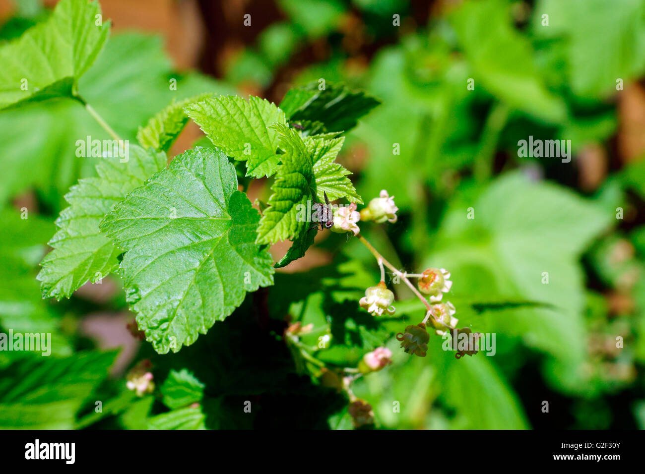 BLACK CURRANT IN FLOWER WITH FLY. Stock Photo