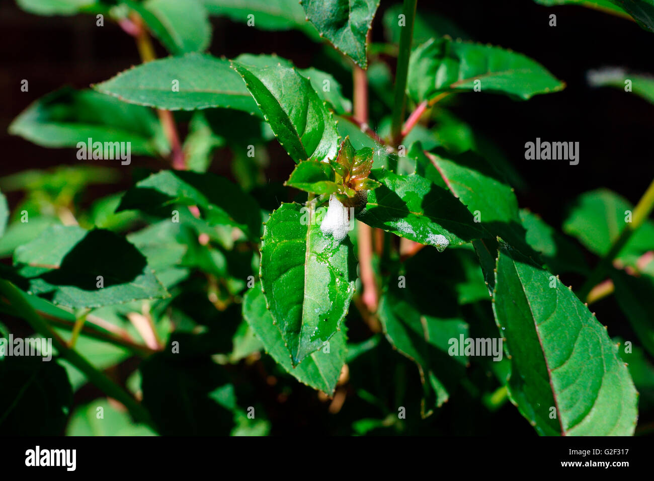 Blowing raspberries hi-res stock photography and images - Alamy