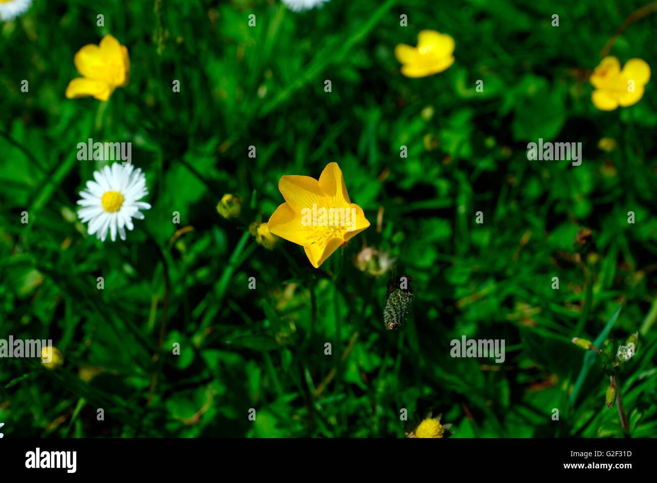 BUTTERCUP OPENING. Stock Photo