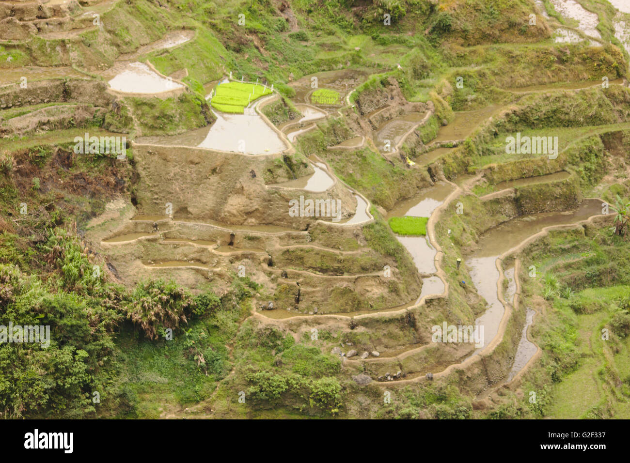 Ifugao rice terraces from Banaue viewpoint in April, northern Luzon, Philippines Stock Photo