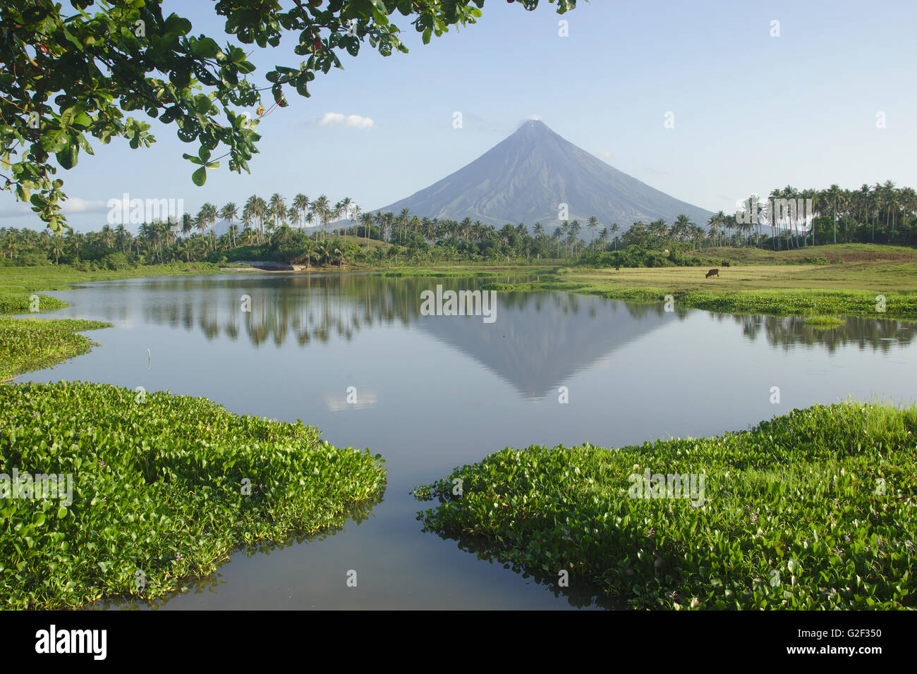 Mount Mayon seen from man made Lake Gabawan, morning light, near Daraga, Bicol, Philippines Stock Photo