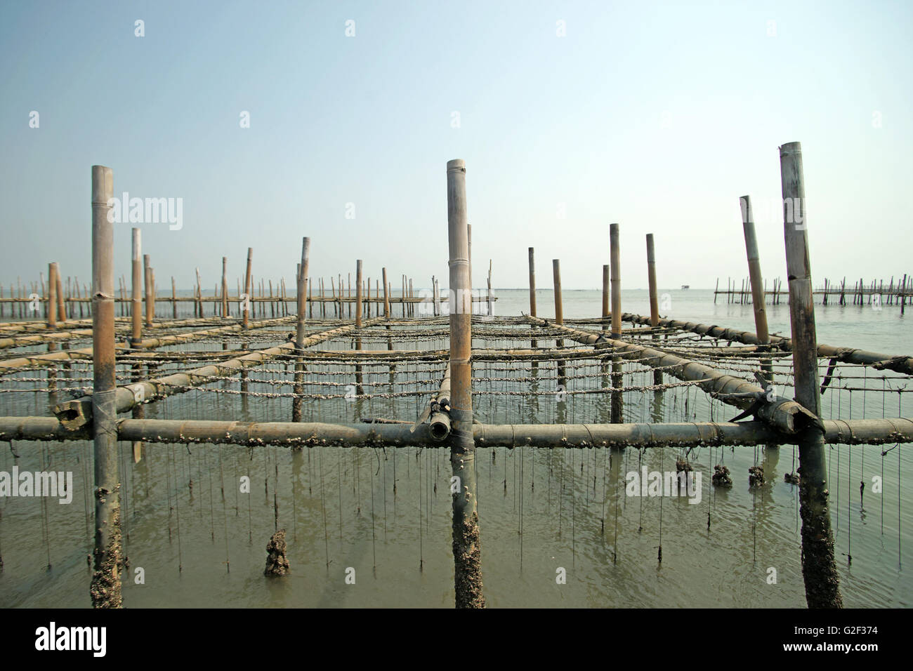 shellfish farming, oysters farm in the sea Stock Photo Alamy
