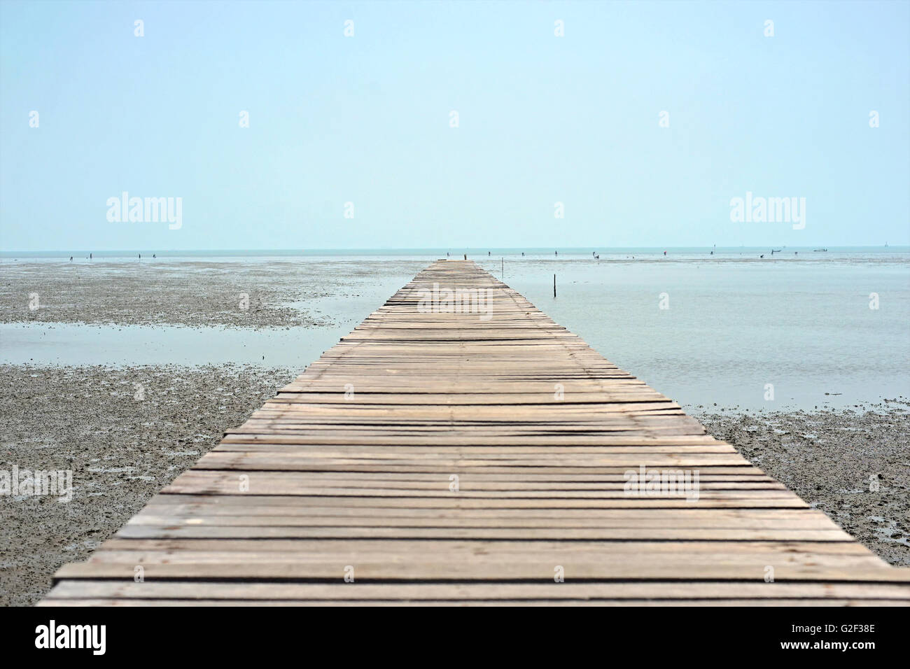 wooden jetty on mangrove forest with blue sky background Stock Photo