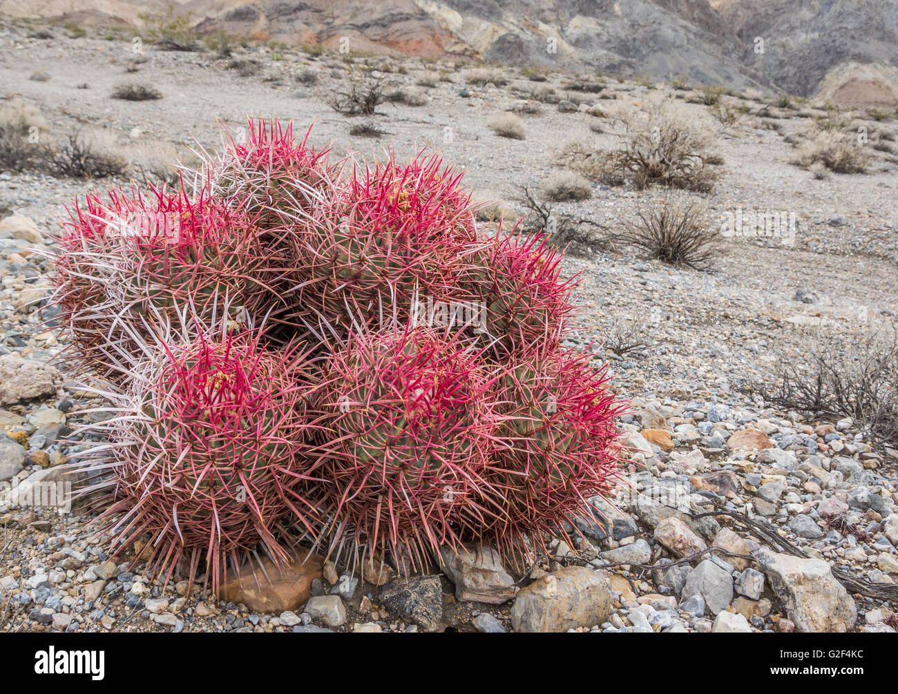 Barrel cactus mojave desert hi-res stock photography and images - Alamy