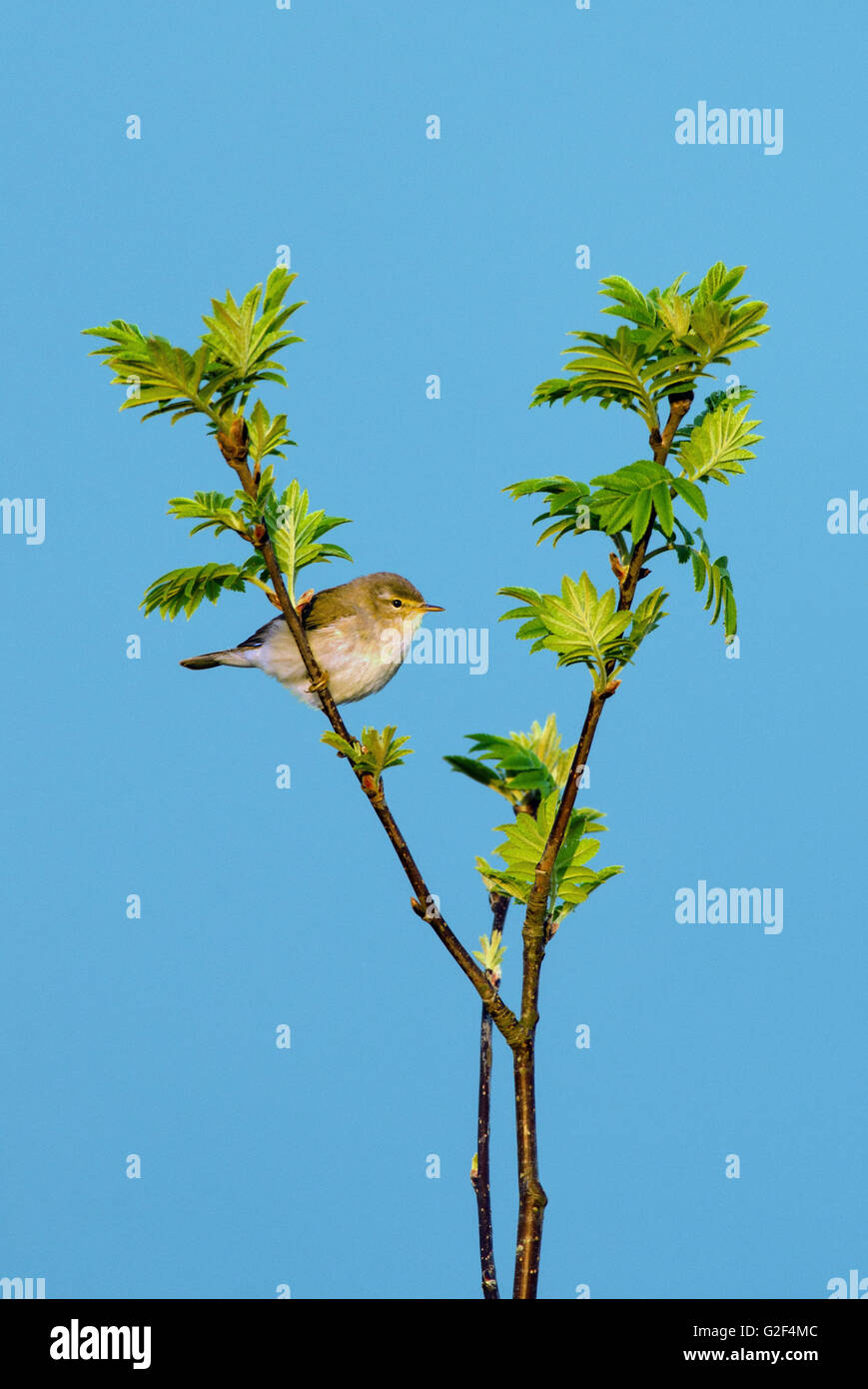 Perched Spring willow warbler,phylloscopus trochilus,perched,spring,islay,scotland ...