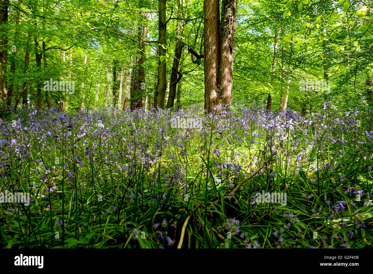 Bluebell woods, Blackdown Hills, Somerset, England Stock Photo Alamy