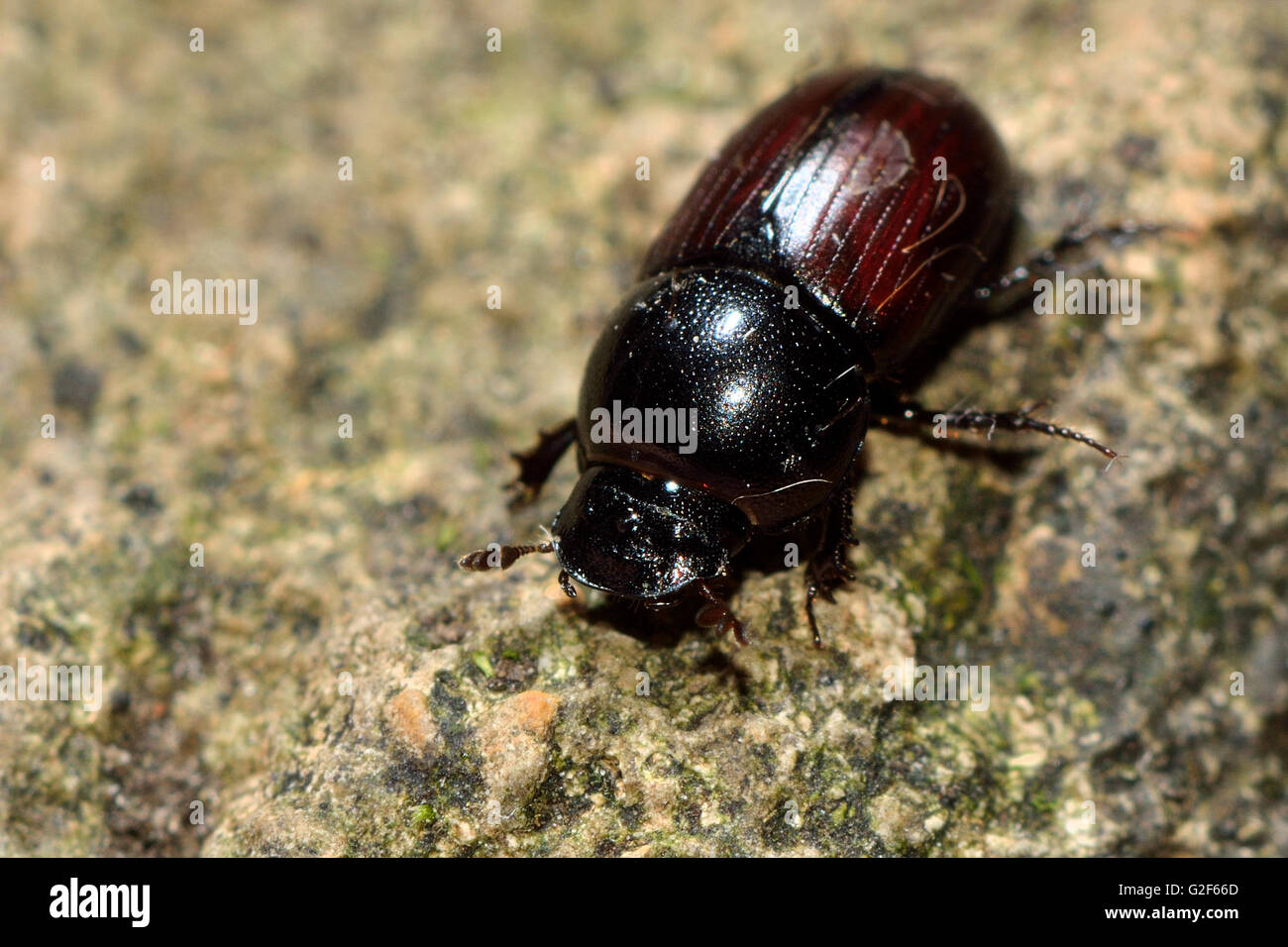 Aphodius depressus dung beetle. Insect in the family Scarabaeidae, commonly found in cow pats Stock Photo