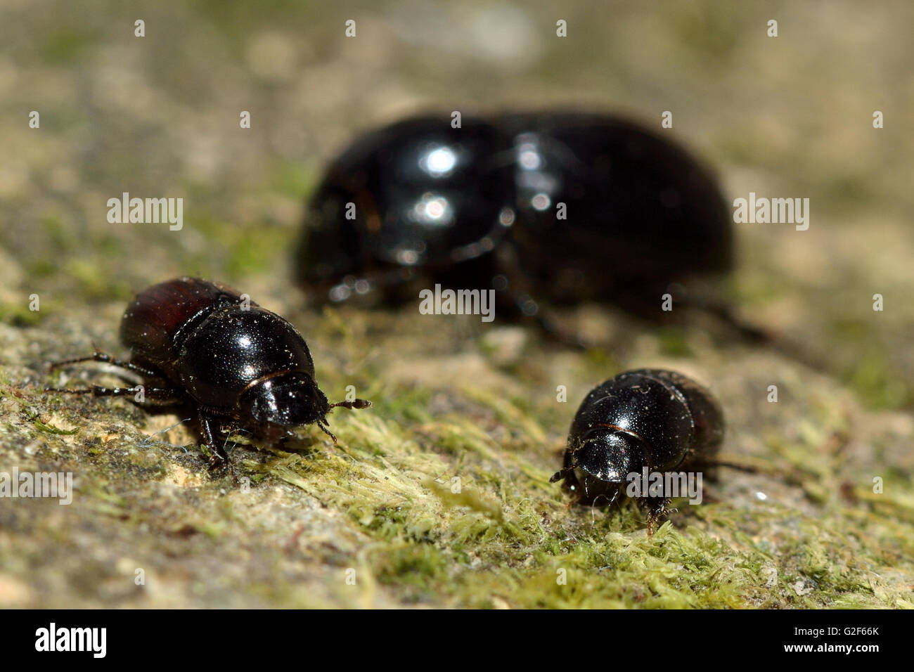 Comparison of Aphodius dung beetles. Aphodius depressus (left), A. fossor (centre) and A. haemorrhoidalis (right) Stock Photo