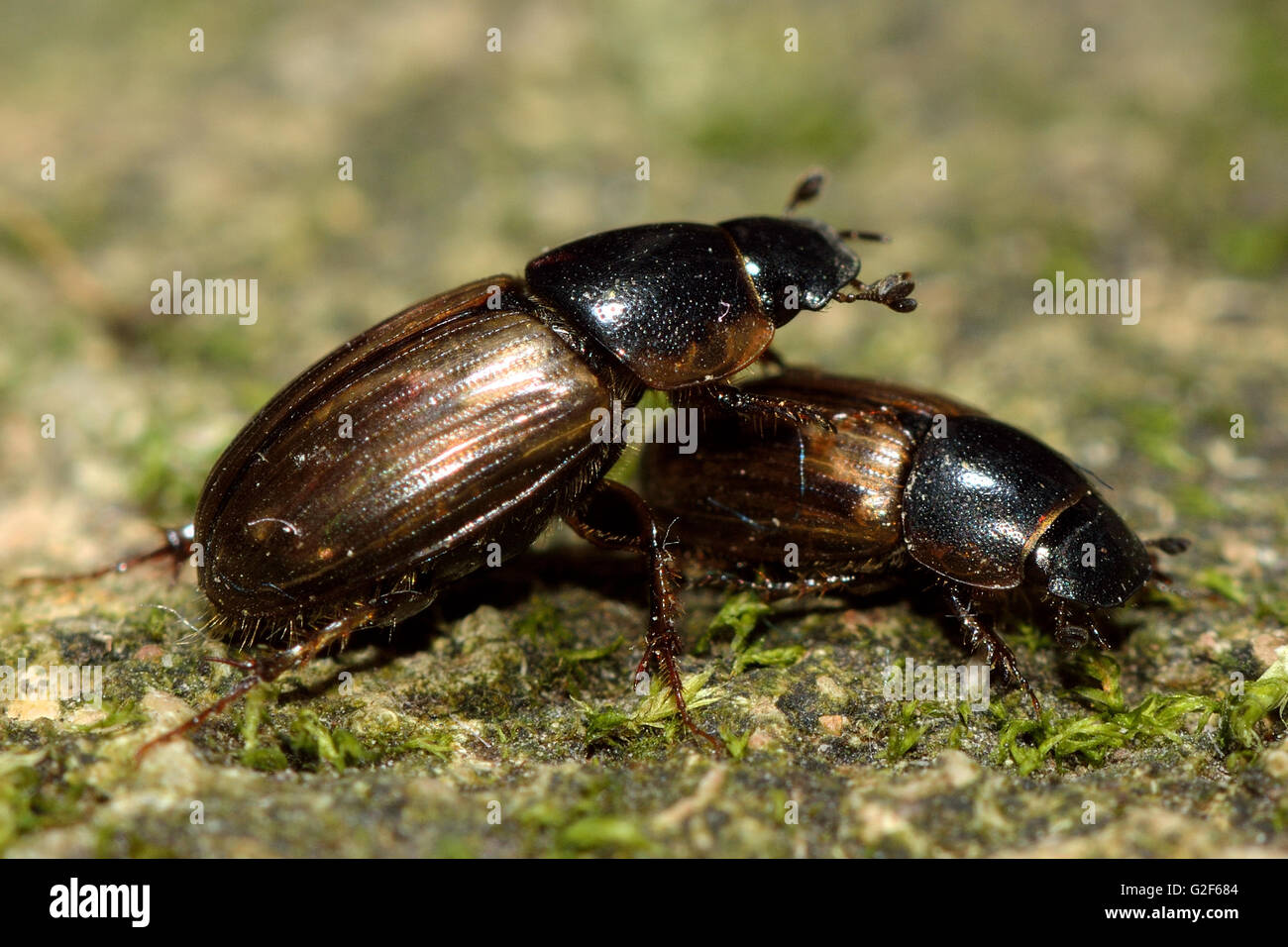 Aphodius prodromus and A. sphacelatus dung beetles. Comparison of insects in family Scarabaeidae with larger A. prodromus on top Stock Photo