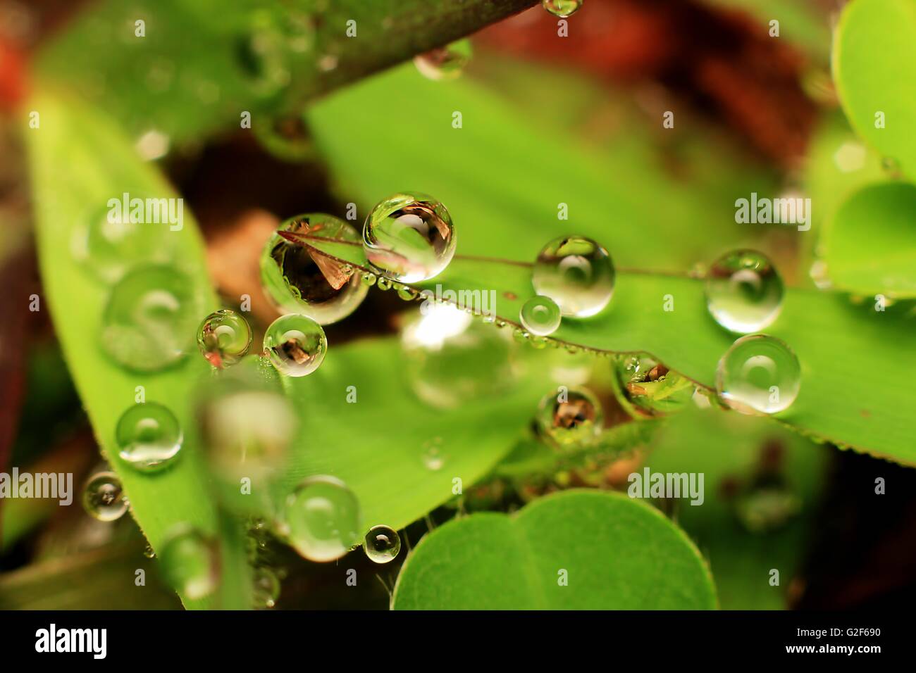 Macro photography close up showed a water droplets for background Stock ...