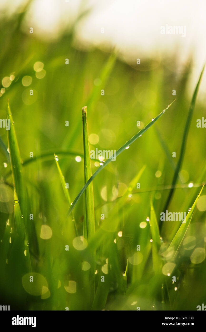 Macro photography close up showed a water droplets for background Stock ...