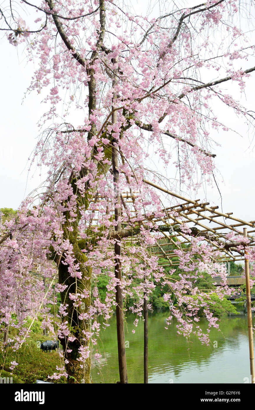 Cherry Blossom & LakeHeian Shrine Stock Photo