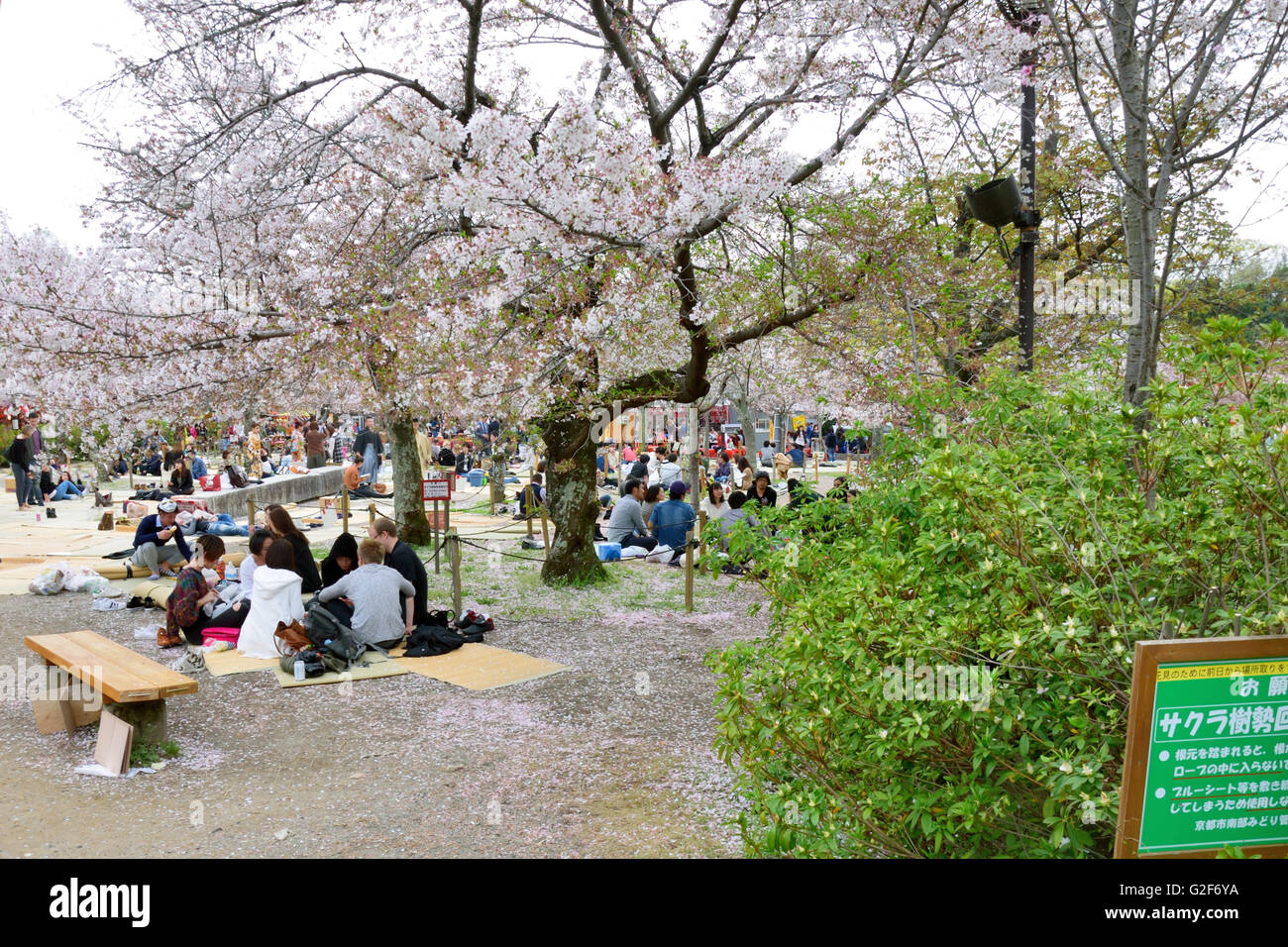 Picnics & Cherry Blossom Viewing, Maruyama Park Stock Photo