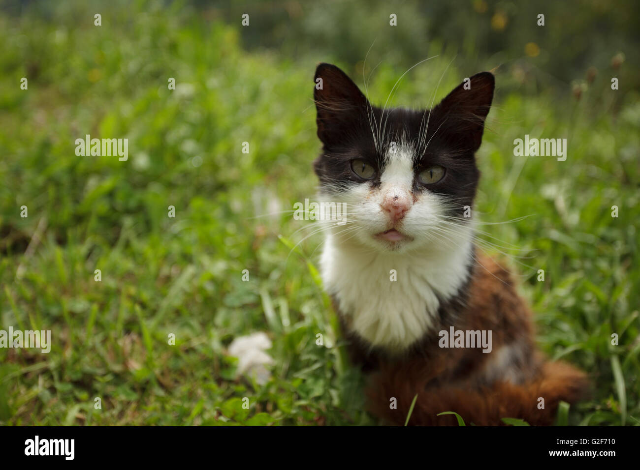Housecat in Summer outside in the green Grass Stock Photo