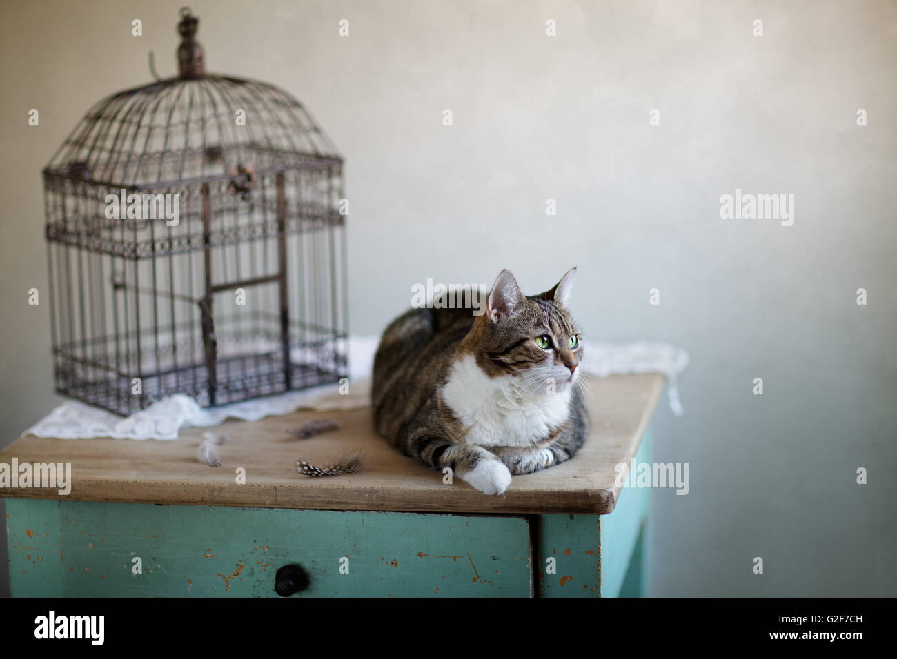 Cat bird cage hi res stock photography and images Alamy