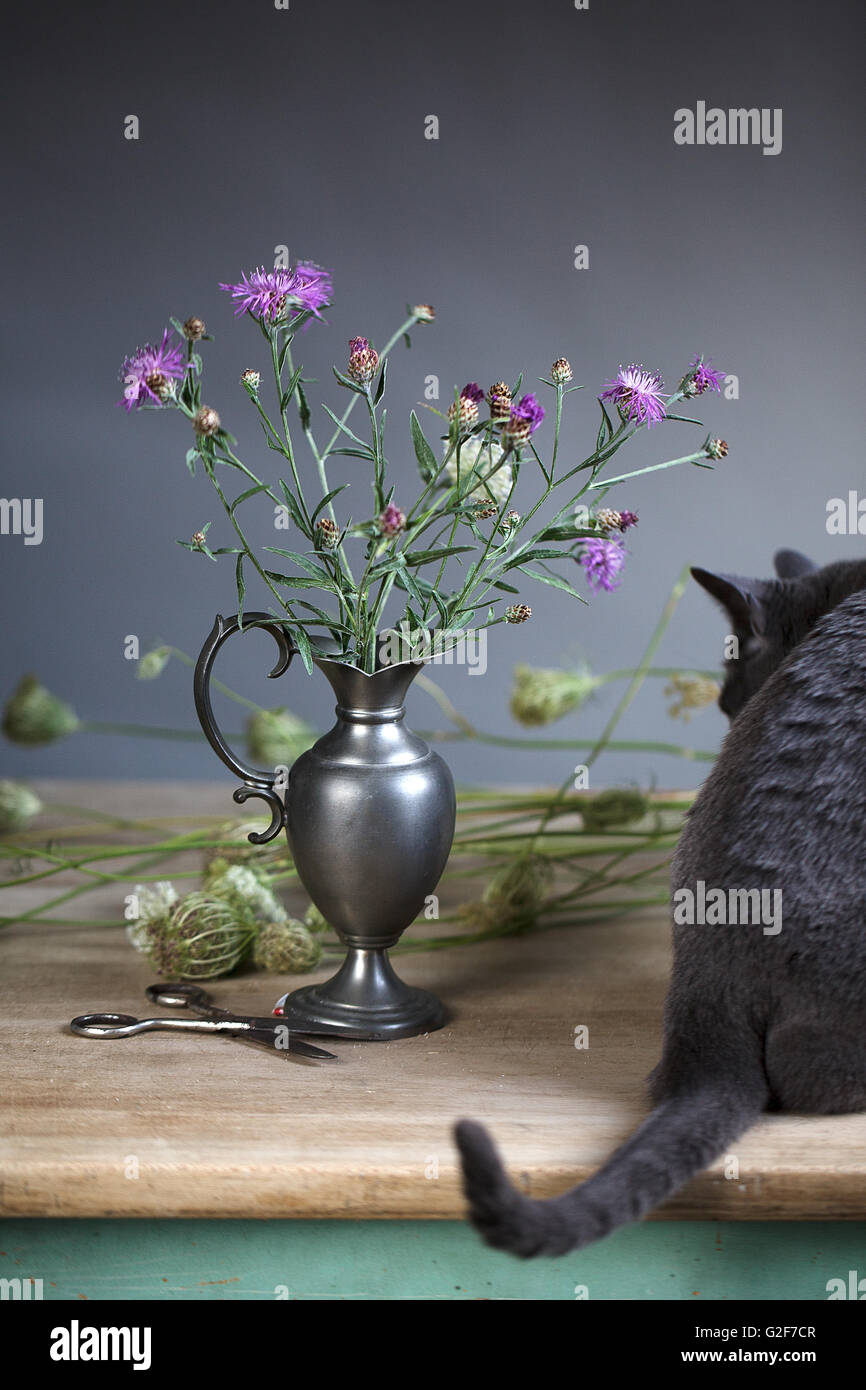 Classic Animal Portrait Studio Still-Life with Flowers and Russian Blue Cat Stock Photo