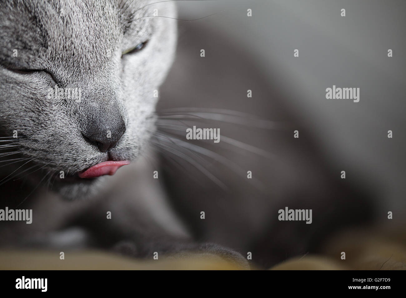 Portrait of a sleepy purebred Russina Blue Cat Stock Photo