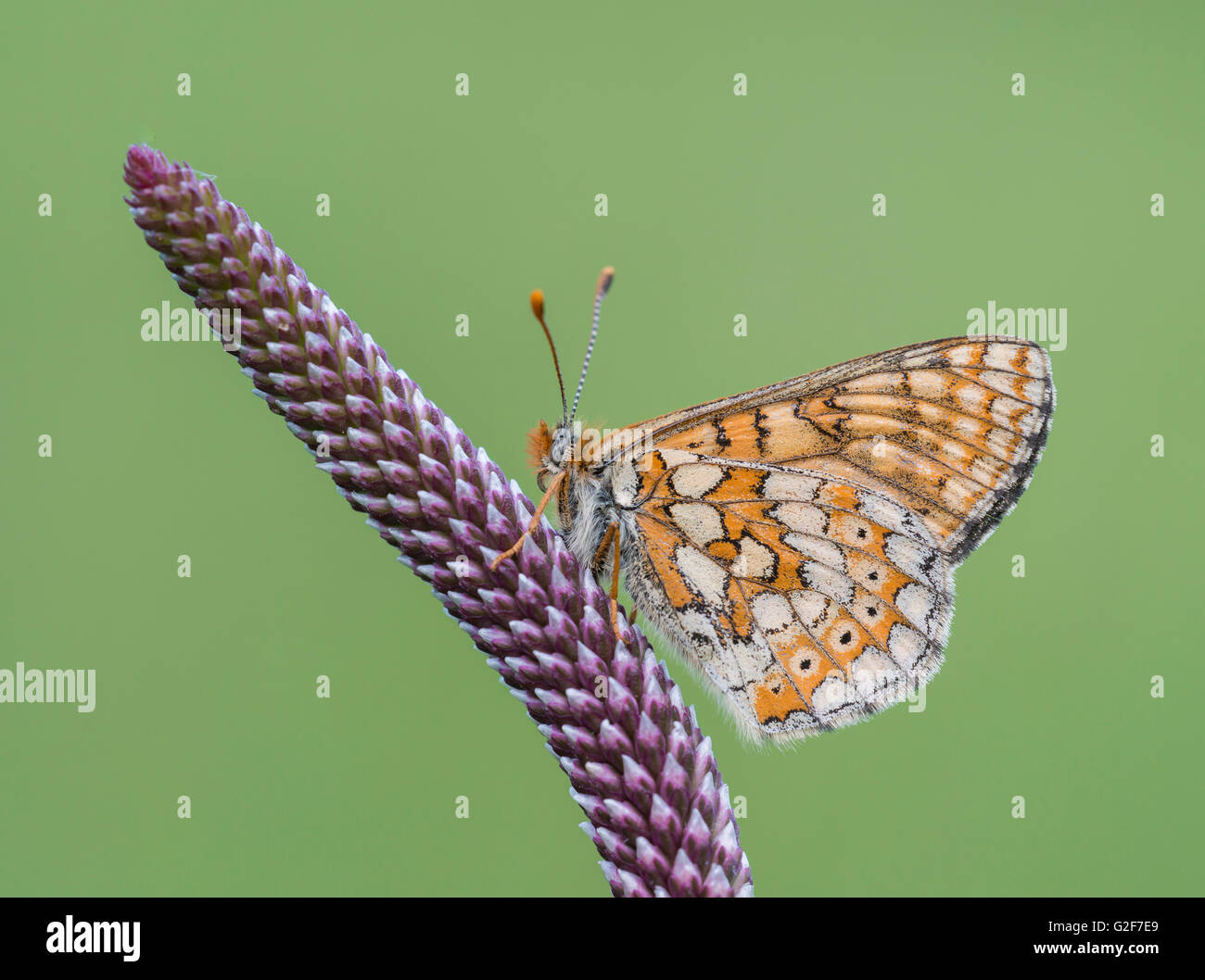A marsh fritillary butterfly resting on a purple plant shoot, at Strawberry Banks nature reserve in Gloucestershire, England. Stock Photo