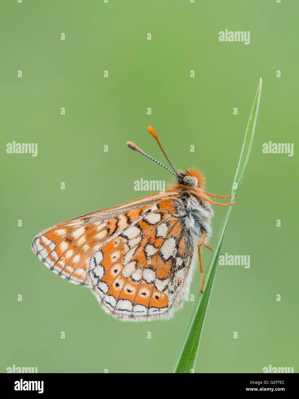 A marsh fritillary butterfly resting on a grass stem, at Strawberry Banks nature reserve in Gloucestershire, England. Stock Photo