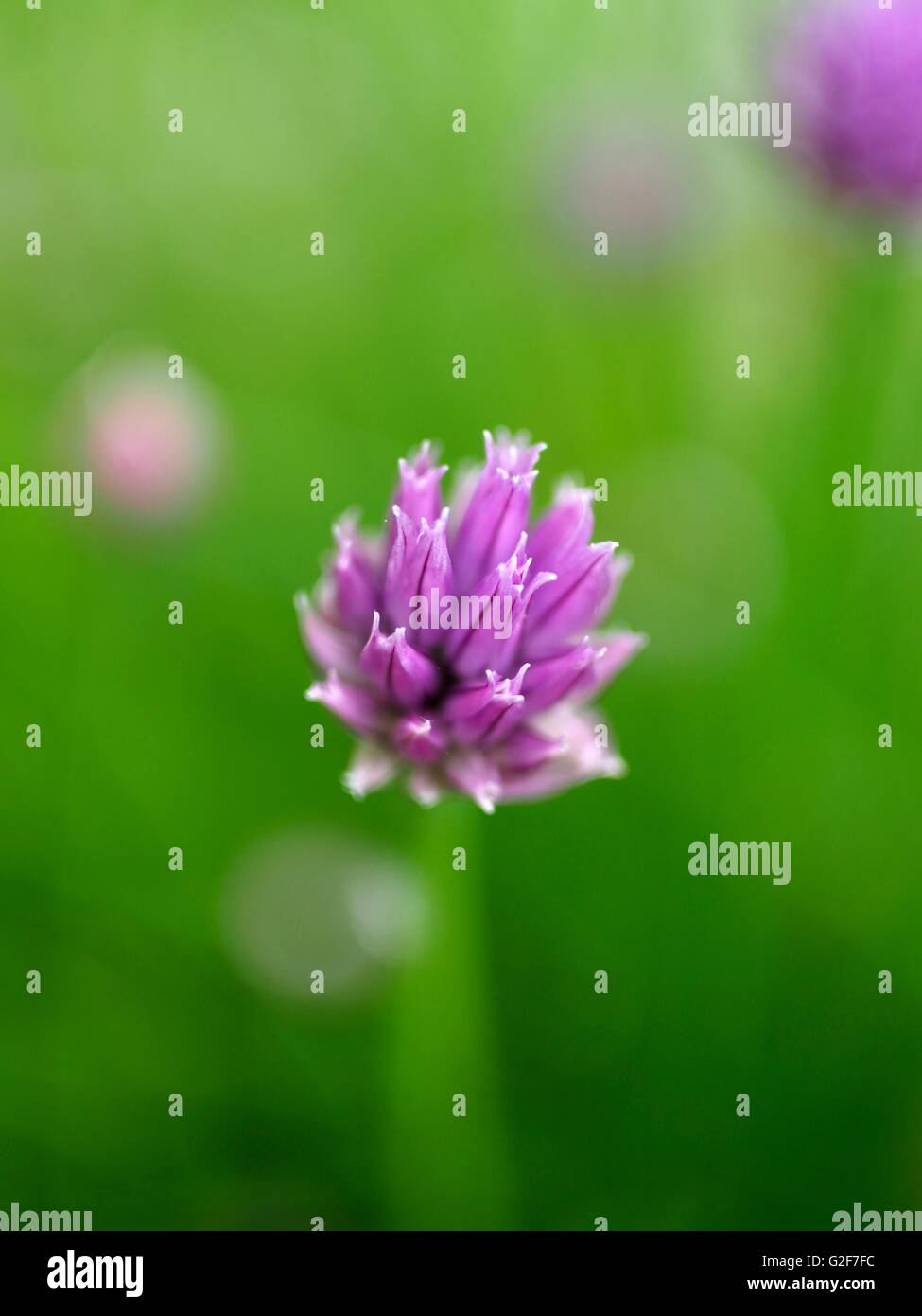 Chives purple flowers Stock Photo Alamy