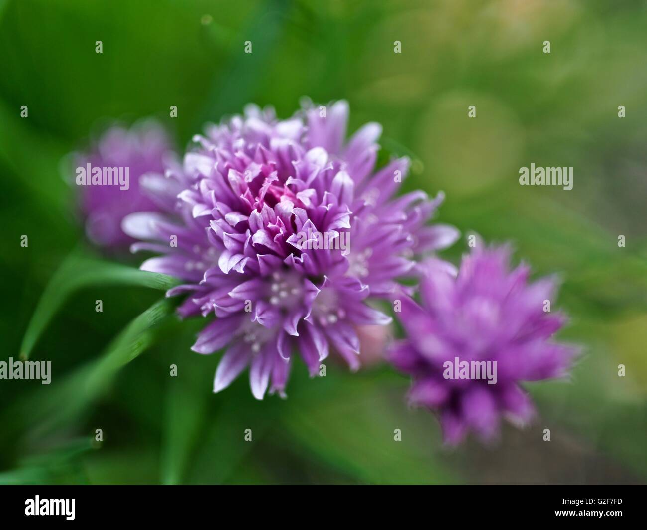 Globe Amaranth - Chives with purple flowers Stock Photo
