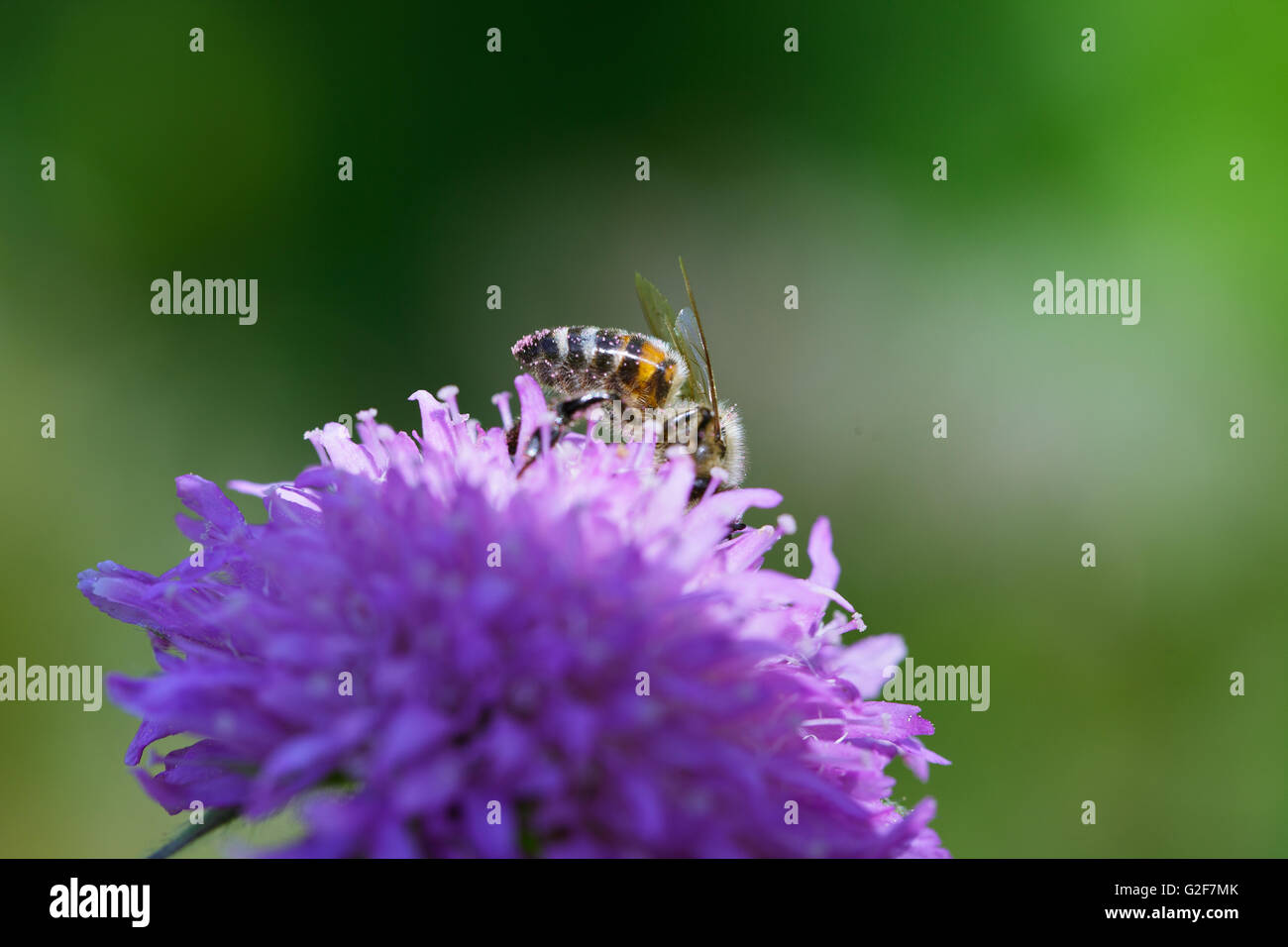 Herbs and Plants on an fresh green tranquil and serene Alpine Meadow in summer on a sunny day Stock Photo