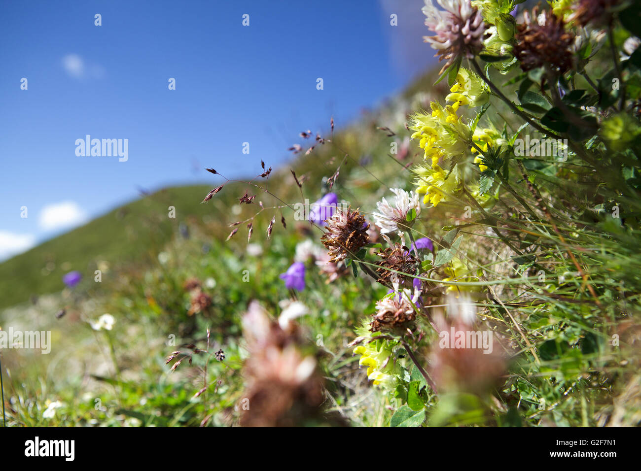 Herbs and Plants on an fresh green tranquil and serene Alpine Meadow in summer on a sunny day Stock Photo