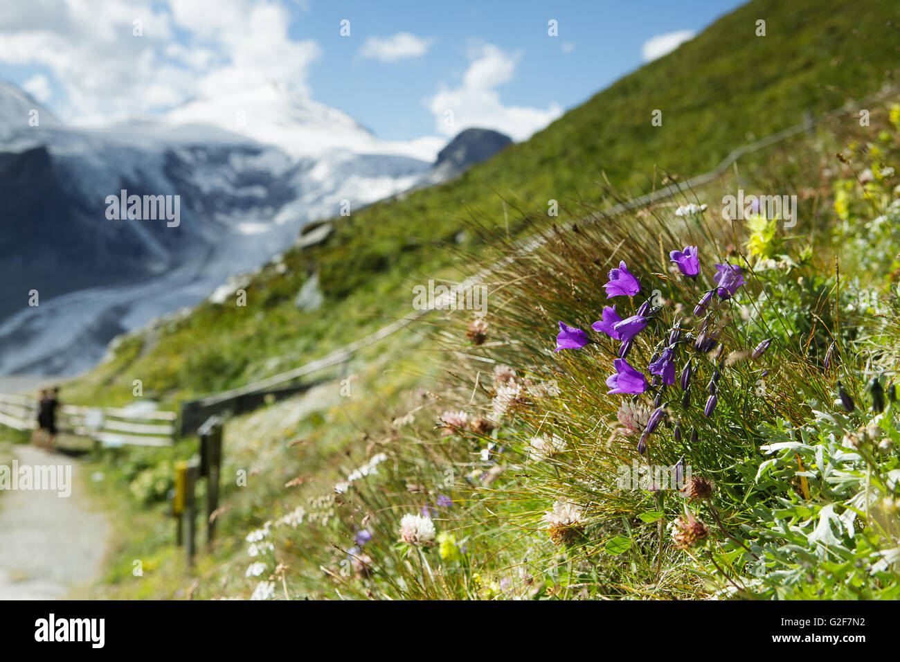 Herbs and Plants on an fresh green tranquil and serene Alpine Meadow in summer on a sunny day Stock Photo