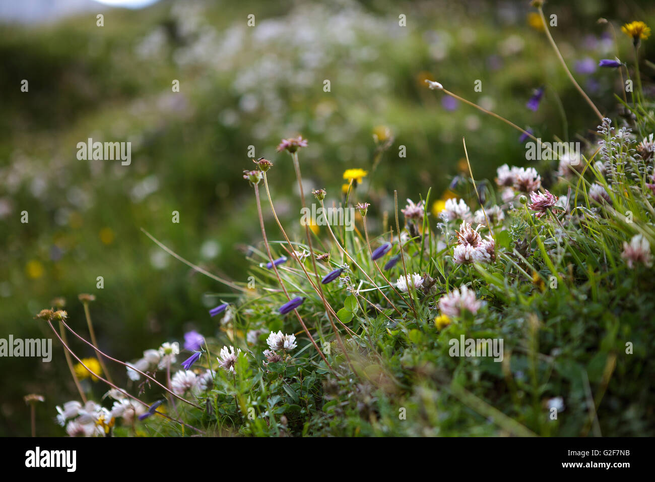 Herbs and Plants on an fresh green tranquil and serene Alpine Meadow in summer on a sunny day Stock Photo