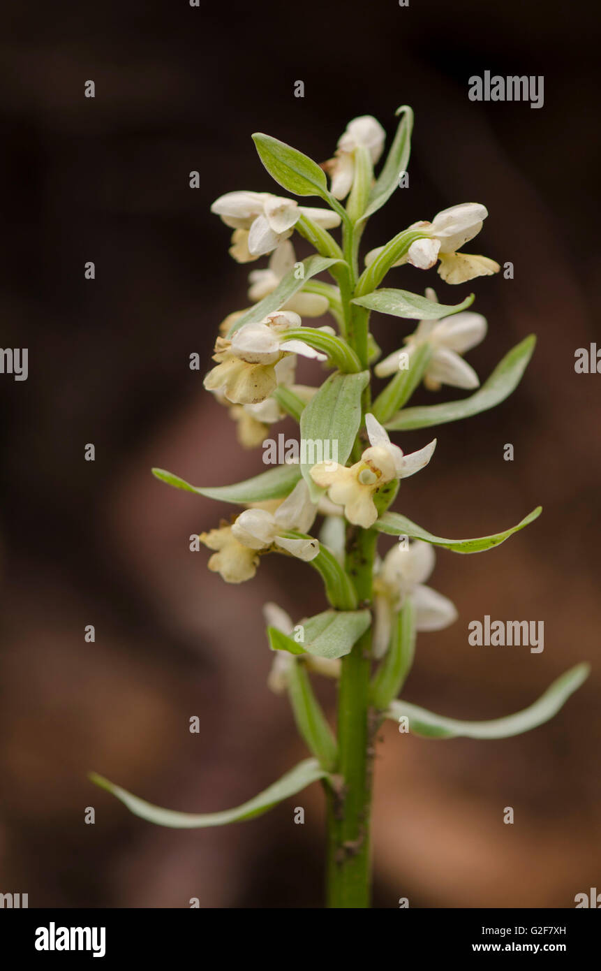Barton's Orchid, Dactylorhiza insularis, inflorescence, Andalusia, Spain. Stock Photo