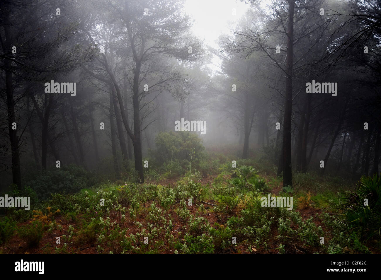 Dark dense pine forest covered in fog, Spain Stock Photo