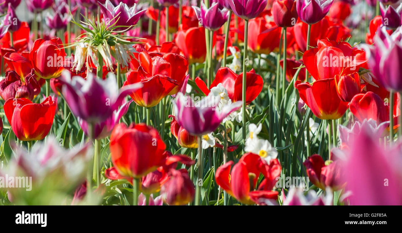 Many spring red tulips in the garden. Stock Photo