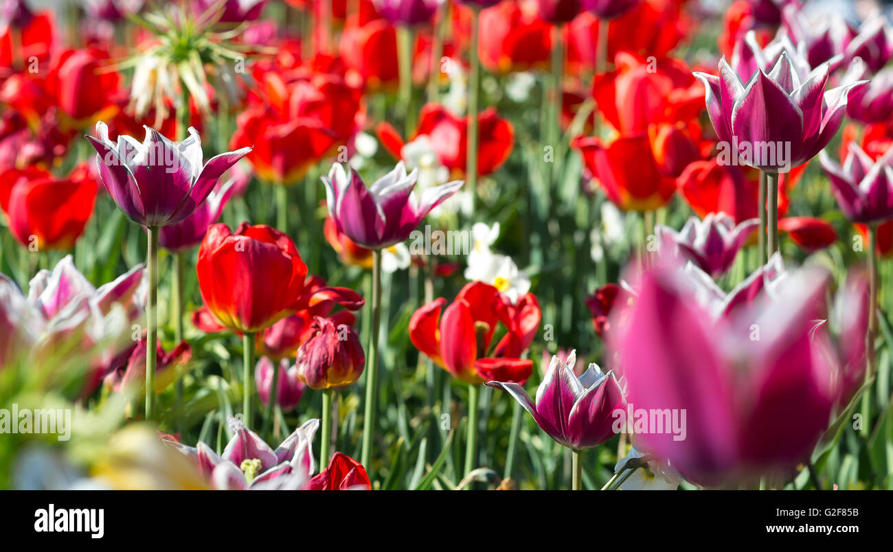 Many spring red tulips in the garden. Stock Photo