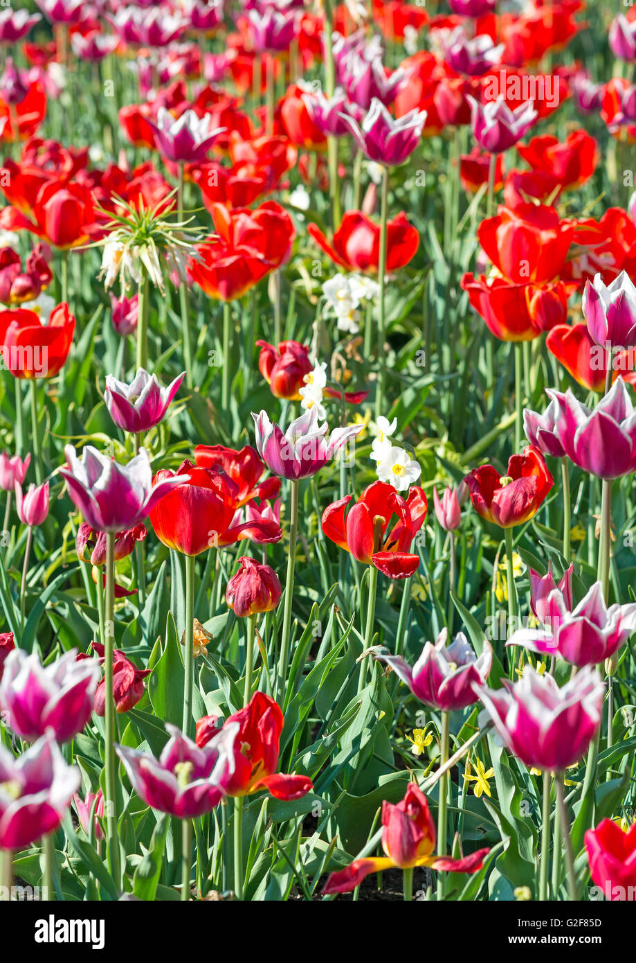 Many spring red tulips in the garden. Stock Photo