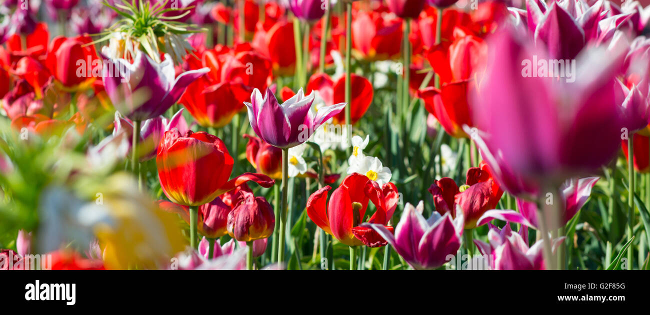 Many spring red tulips in the garden. Stock Photo