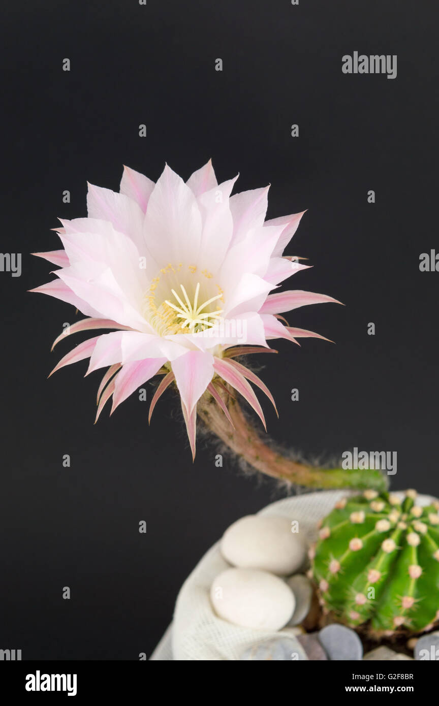 Cactus flower growing from a small cactus against black background Stock Photo