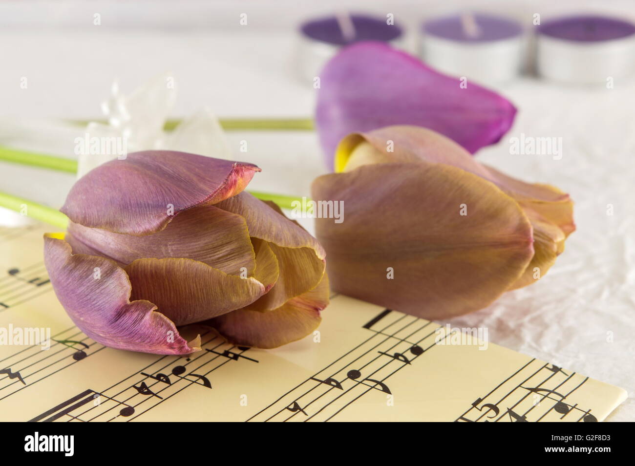 Purple tulips on a music sheet notes Stock Photo - Alamy