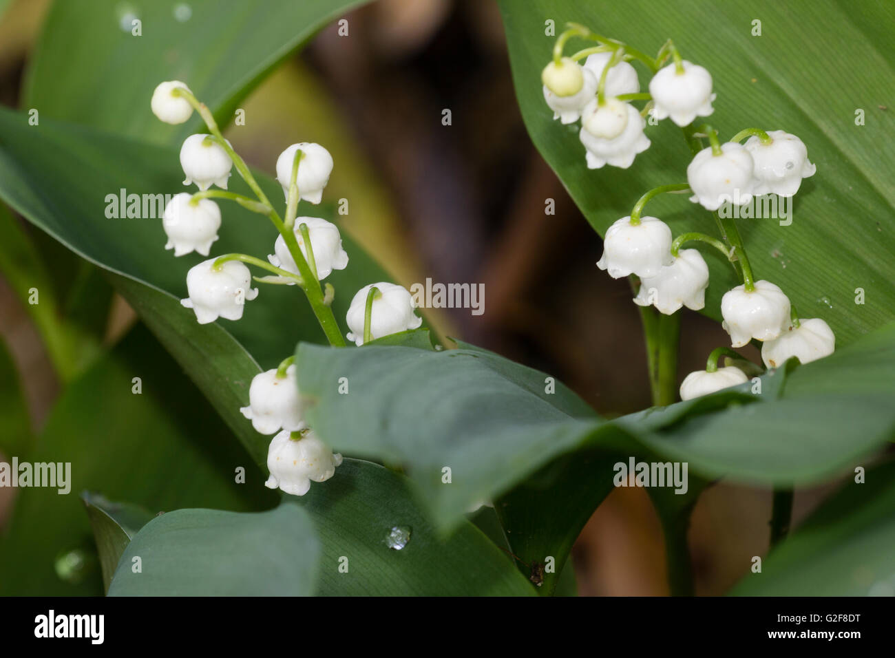 Rhizome lily of the valley hi-res stock photography and images - Alamy