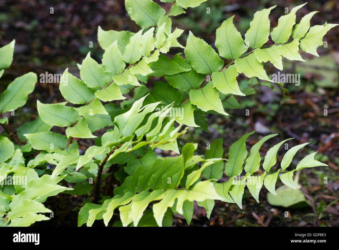 Evergreen fronds of the Japanese holly fern, Cyrtomium fortunei var. clivicola Stock Photo