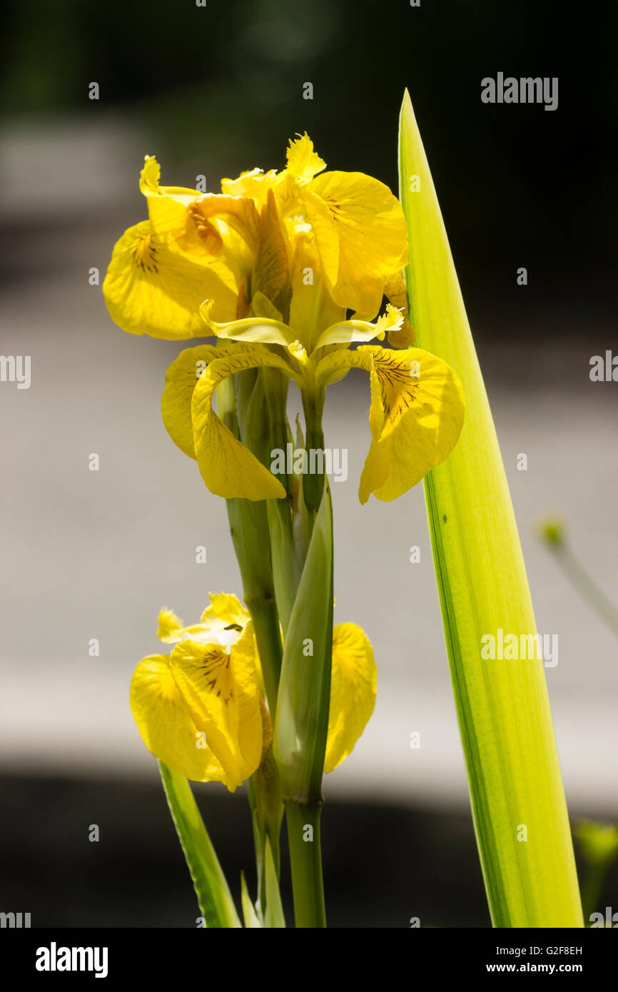 Flowers and yellow variegated spring foliage of the flag iris, Iris pseudacorus 'Variegata' Stock Photo